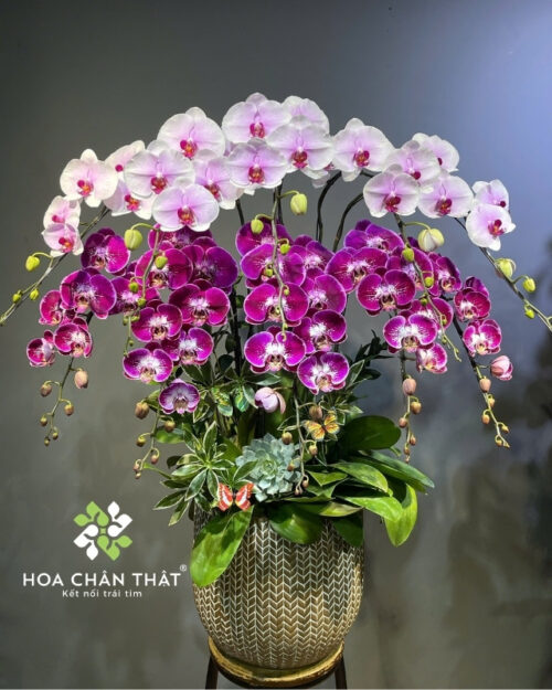 Chậu Lan Hồ Điệp 10 Cành Hồng Tím – Song Sắc Phú Quý