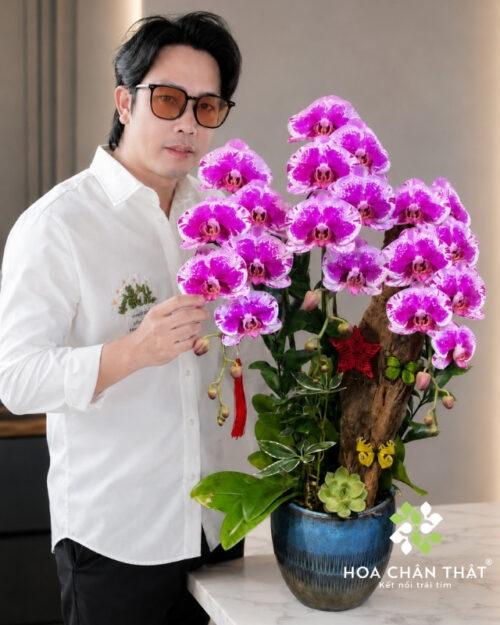 Chậu Lan Hồ Điệp 3 Cành Tím Ghép Lũa – Thịnh Vượng Bình An