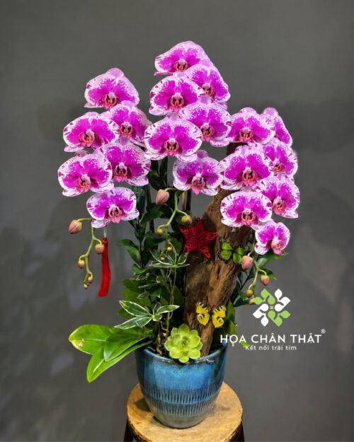 Chậu Lan Hồ Điệp 3 Cành Tím Ghép Lũa – Thịnh Vượng Bình An