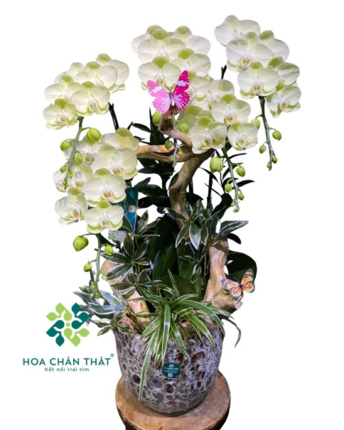 Chậu Lan Hồ Điệp 5 Cành Xanh Táo – Tân Niên Đại Phúc