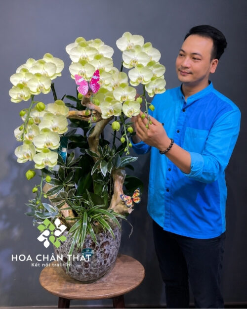 Chậu Lan Hồ Điệp 5 Cành Xanh Táo – Tân Niên Đại Phúc
