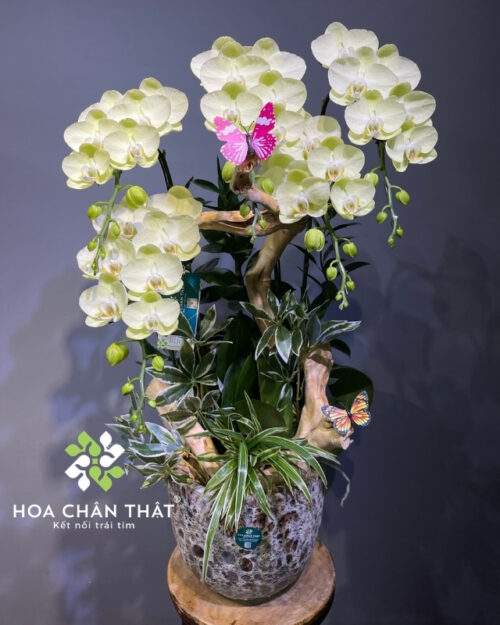 Chậu Lan Hồ Điệp 5 Cành Xanh Táo – Tân Niên Đại Phúc