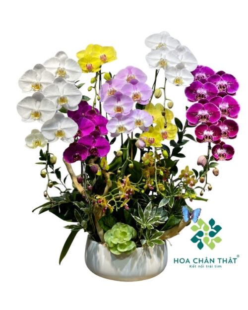 Chậu Lan Hồ Điệp 7 Cành Phối Màu Mix 2 Gốc Mini Đôi – Đại Cát Đại Lộc
