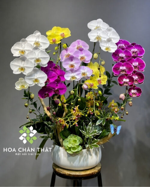 Chậu Lan Hồ Điệp 7 Cành Phối Màu Mix 2 Gốc Mini Đôi – Đại Cát Đại Lộc