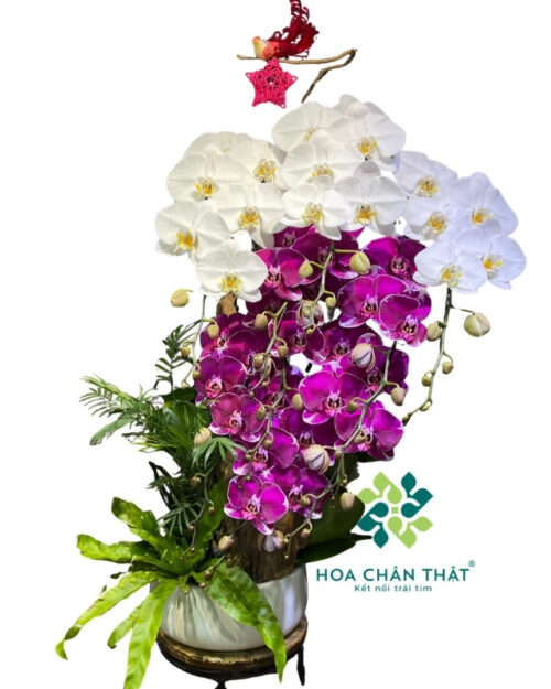 Chậu Lan Hồ Điệp 9 Cành Trắng Tím Ghép Lũa – Vạn Phúc Bình An