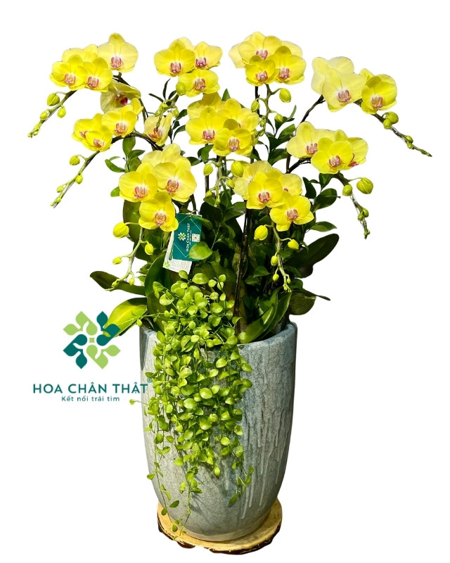Chậu Lan Hồ Điệp Vàng 9 cành – Đại Phát Cát Tường Chậu Lan Hồ Điệp Vàng 9 cành – Đại Phát Cát Tường