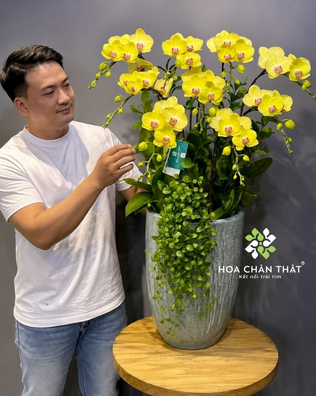Chậu Lan Hồ Điệp Vàng 9 cành – Đại Phát Cát Tường Chậu Lan Hồ Điệp Vàng 9 cành – Đại Phát Cát Tường