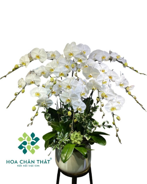 Chậu lan hồ điệp 10 cành trắng – Đại Cát Bình An