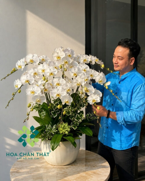 Chậu lan hồ điệp 10 cành trắng – Đại Cát Bình An