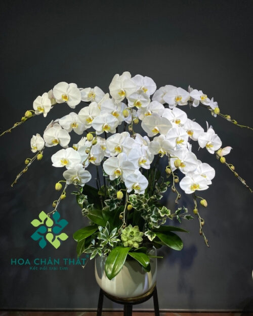 Chậu lan hồ điệp 10 cành trắng – Đại Cát Bình An