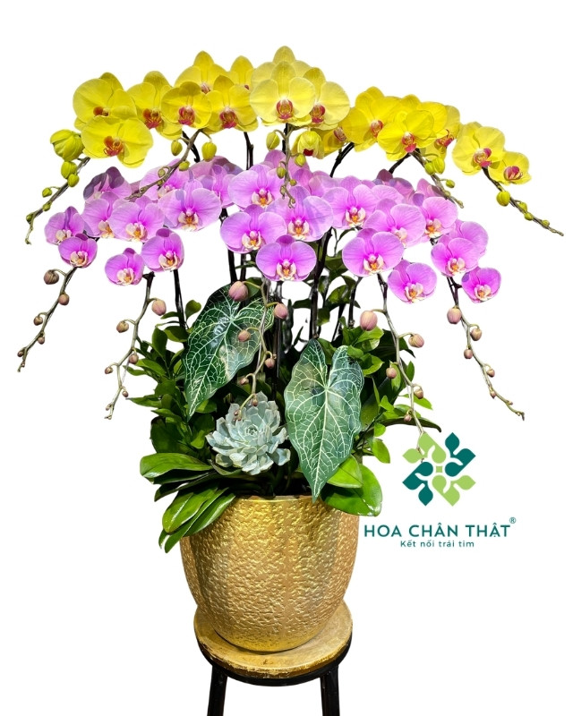 Chậu lan hồ điệp 10 cành vàng hồng – Hồng Phúc Tài Lộc Chậu lan hồ điệp 10 cành vàng hồng – Hồng Phúc Tài Lộc