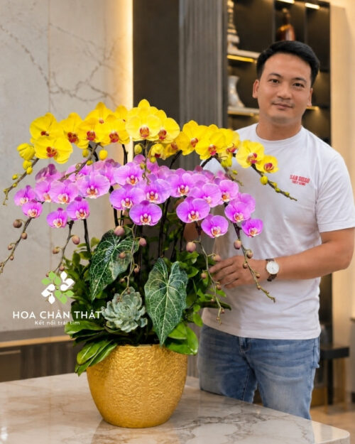 Chậu lan hồ điệp 10 cành vàng hồng – Hồng Phúc Tài Lộc Chậu lan hồ điệp 10 cành vàng hồng – Hồng Phúc Tài Lộc