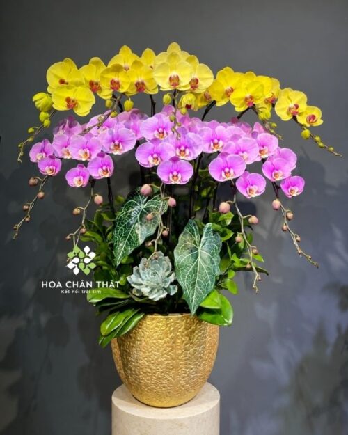 Chậu lan hồ điệp 10 cành vàng hồng – Hồng Phúc Tài Lộc