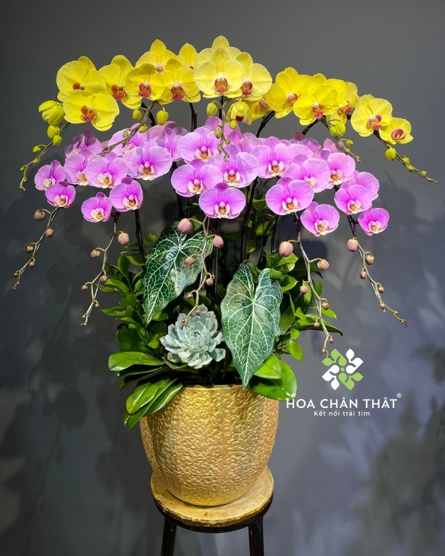 Chậu lan hồ điệp 10 cành vàng hồng – Hồng Phúc Tài Lộc Chậu lan hồ điệp 10 cành vàng hồng – Hồng Phúc Tài Lộc