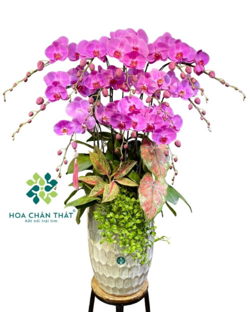 Chậu lan hồ điệp 12 cành hồng – Thiên Hồng Phú Quý