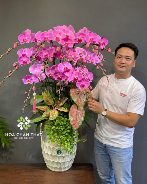 Chậu lan hồ điệp 12 cành hồng – Thiên Hồng Phú Quý