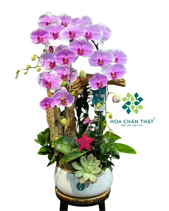 Chậu lan hồ điệp 4 cành hồng ghép lũa – An Phúc Viên Thành Chậu lan hồ điệp 4 cành hồng ghép lũa – An Phúc Viên Thành