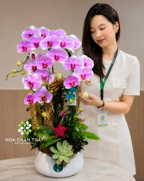 Chậu lan hồ điệp 4 cành hồng ghép lũa – An Phúc Viên Thành Chậu lan hồ điệp 4 cành hồng ghép lũa – An Phúc Viên Thành