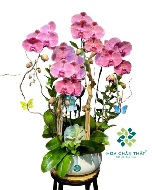Chậu lan hồ điệp 4 cành màu đỏ ghép lũa – Vạn Phúc Hưng Thịnh