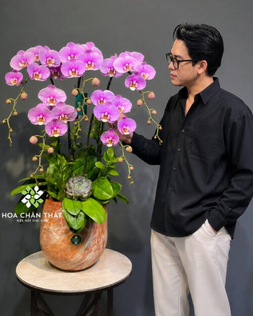 Chậu lan hồ điệp 5 cành hồng – Đại Phúc Trường An Chậu lan hồ điệp 5 cành hồng – Đại Phúc Trường An