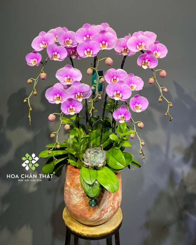 Chậu lan hồ điệp 5 cành hồng – Đại Phúc Trường An Chậu lan hồ điệp 5 cành hồng – Đại Phúc Trường An