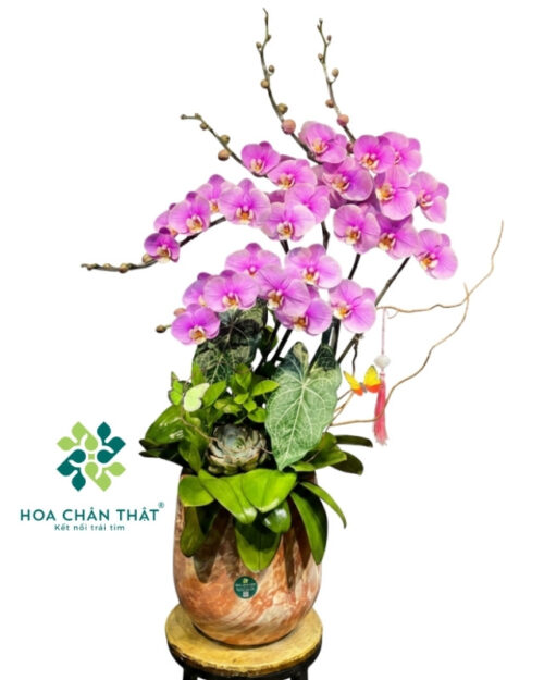 Chậu lan hồ điệp 5 cành màu hồng – Hưng Thịnh Vươn Cao
