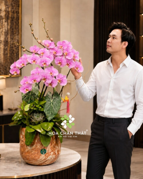 Chậu lan hồ điệp 5 cành màu hồng – Hưng Thịnh Vươn Cao