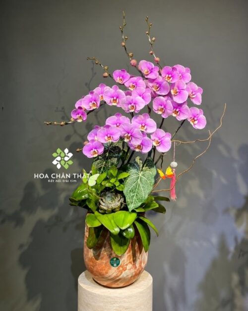 Chậu lan hồ điệp 5 cành màu hồng – Hưng Thịnh Vươn Cao