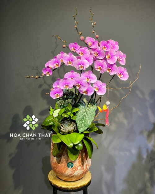 Chậu lan hồ điệp 5 cành màu hồng – Hưng Thịnh Vươn Cao