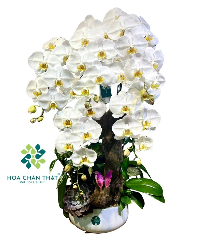 Chậu lan hồ điệp 5 cành trắng ghép lũa – Thiên An Vạn Phúc Chậu lan hồ điệp 5 cành trắng ghép lũa – Thiên An Vạn Phúc