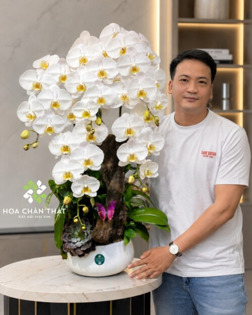 Chậu lan hồ điệp 5 cành trắng ghép lũa – Thiên An Vạn Phúc Chậu lan hồ điệp 5 cành trắng ghép lũa – Thiên An Vạn Phúc