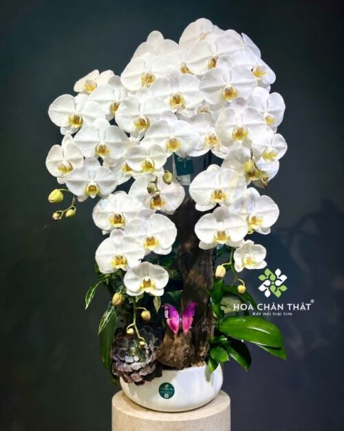 Chậu lan hồ điệp 5 cành trắng ghép lũa – Thiên An Vạn Phúc