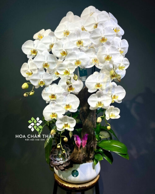 Chậu lan hồ điệp 5 cành trắng ghép lũa – Thiên An Vạn Phúc