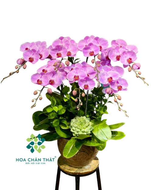 Chậu lan hồ điệp 7 cành – Hồng Phúc Trường Xuân