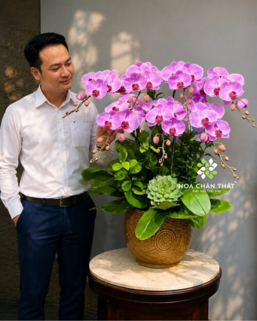 Chậu lan hồ điệp 7 cành – Hồng Phúc Trường Xuân