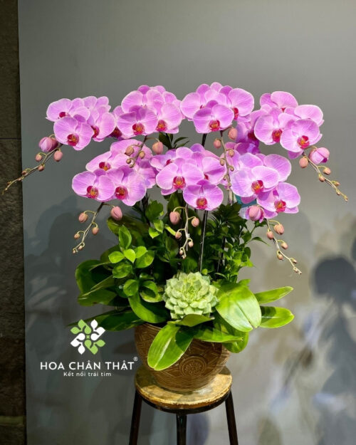 Chậu lan hồ điệp 7 cành – Hồng Phúc Trường Xuân