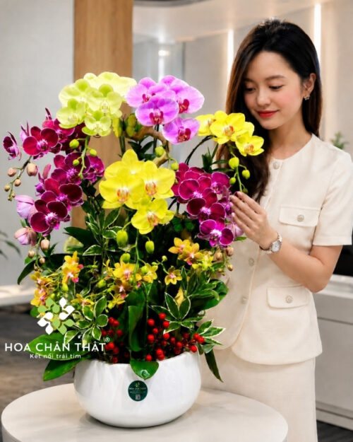 Chậu lan hồ điệp 7 cành mix 2 gốc mini phối màu – Tứ Sắc Tài Lộc