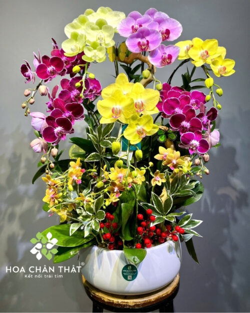 Chậu lan hồ điệp 7 cành mix 2 gốc mini phối màu – Tứ Sắc Tài Lộc