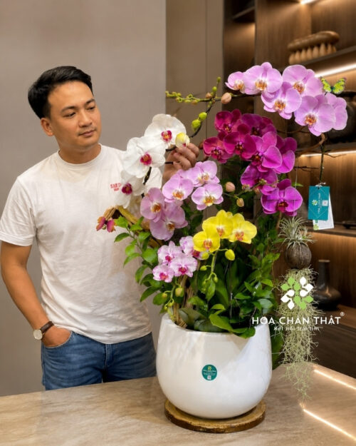 Chậu lan hồ điệp 7 cành phối màu ghép lũa – Ngũ Sắc Cát Tường