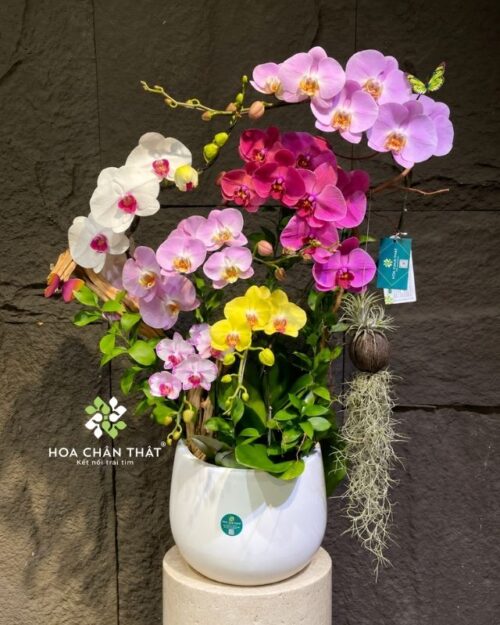 Chậu lan hồ điệp 7 cành phối màu ghép lũa – Ngũ Sắc Cát Tường