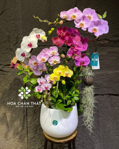Chậu lan hồ điệp 7 cành phối màu ghép lũa – Ngũ Sắc Cát Tường