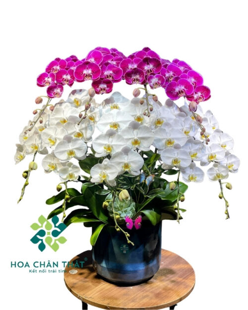 Chậu lan hồ điệp 9 cành trắng tím - Song Sắc Thiên Thành