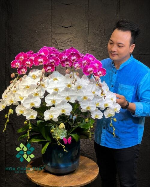 Chậu lan hồ điệp 9 cành trắng tím - Song Sắc Thiên Thành Chậu lan hồ điệp 9 cành trắng tím - Song Sắc Thiên Thành