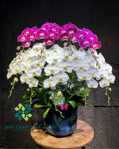 Chậu lan hồ điệp 9 cành trắng tím - Song Sắc Thiên Thành