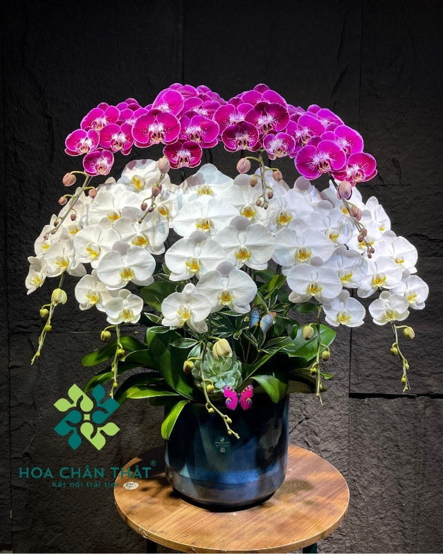 Chậu lan hồ điệp 9 cành trắng tím - Song Sắc Thiên Thành Chậu lan hồ điệp 9 cành trắng tím - Song Sắc Thiên Thành