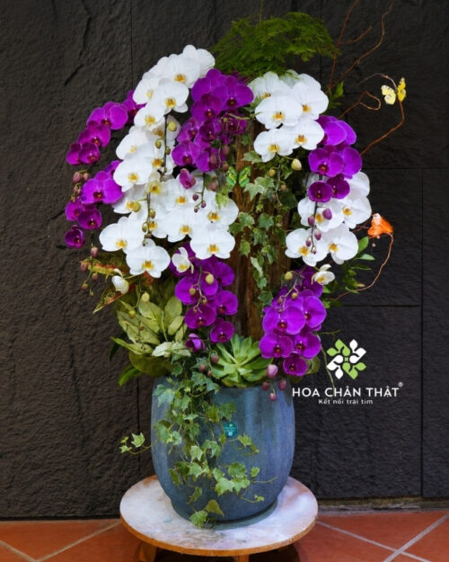 Chậu lan hồ điệp ghép lũa 13 cành trắng tím – Vạn Phúc Trường Hưng