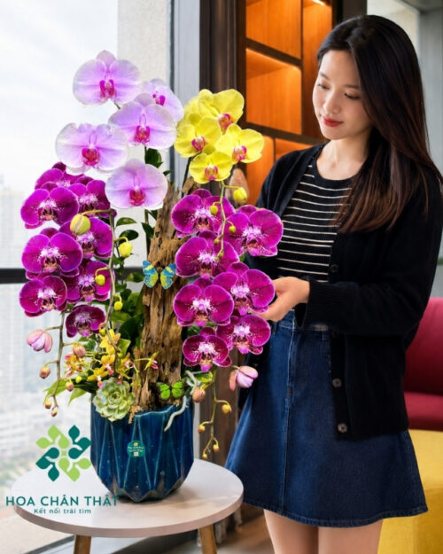 Chậu lan hồ điệp ghép lũa 4 cành mix màu – Vạn Sự Hanh Thông