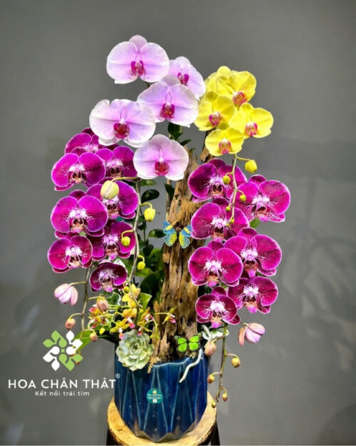 Chậu lan hồ điệp ghép lũa 4 cành mix màu – Vạn Sự Hanh Thông