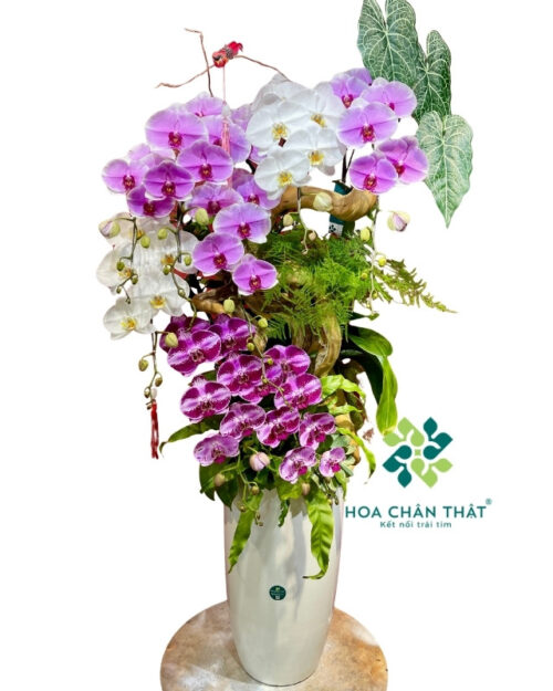 Chậu lan hồ điệp ghép lũa 8 cành – Hưng Gia Thịnh Vượng