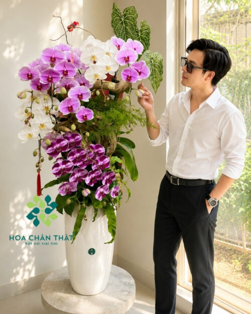 Chậu lan hồ điệp ghép lũa 8 cành – Hưng Gia Thịnh Vượng